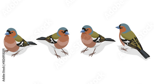 Colorful chaffinch birds in diverse poses on white background