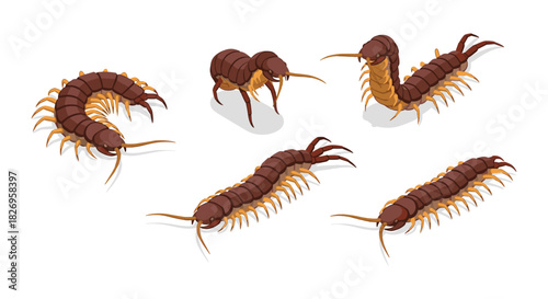 Isometric centipede collection: detailed insect illustrations on white background