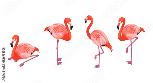 Colorful flamingo set in various poses on white background