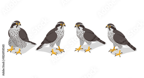 Set of peregrine falcon illustrations with various poses in flat style