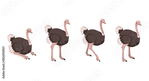Ostrich poses: variety of natural movements in simple flat style