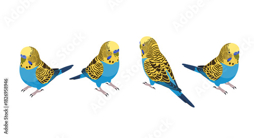 Colorful budgerigar: four views of a vibrant parakeet in flat style