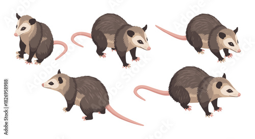 Realistic opossum animals with tail in various poses against a white background