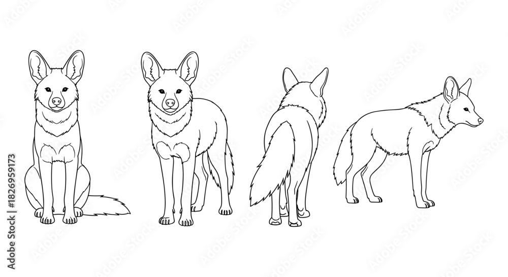 Obraz premium Black and white linear coyote sketch from multiple angles for artistic reference