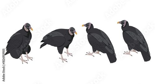Detailed four vultures side view with dark feathers and beaks