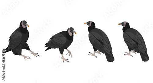 Detailed side and front views of vultures in flat style on white background