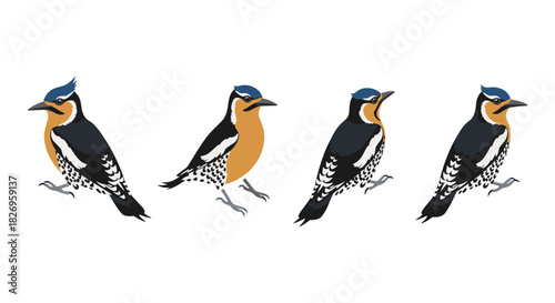 Colorful birds in profile view with vibrant plumage on white background