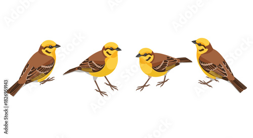 Four yellow-breasted birds in flat style on white background