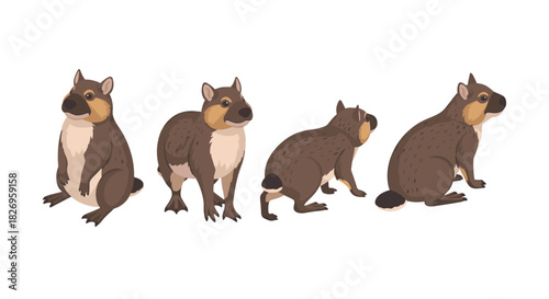 Isometric wombat poses set on white background