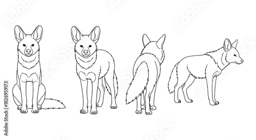 Black and white linear coyote sketch from multiple angles for artistic reference