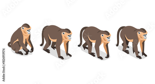Isometric pygathrix evolution: brown monkeys in walking sequence