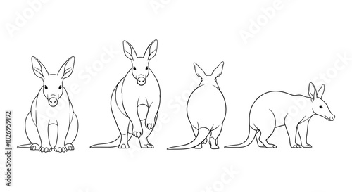 Kangaroo silhouette in various poses on a white background