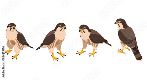 Flat design birds of prey illustrations in various poses on white background