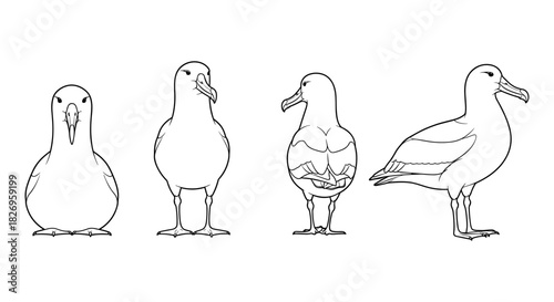 Albatross bird in minimal outline: front and side views of majestic sea birds