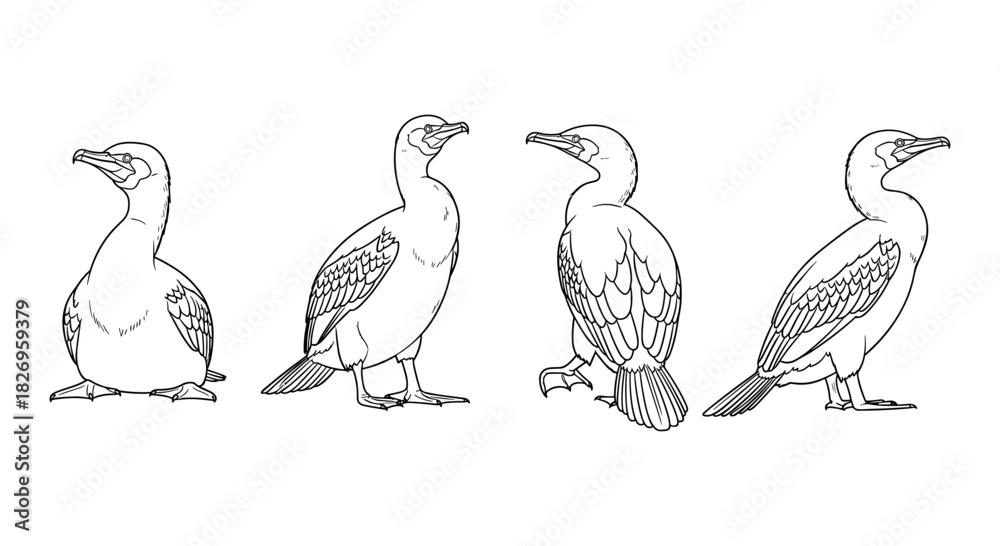 Fototapeta premium Cormorant bird silhouettes: four poses in detailed line art
