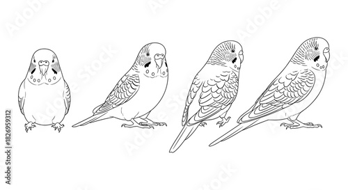 Parakeet line art showing various bird poses and plumage details