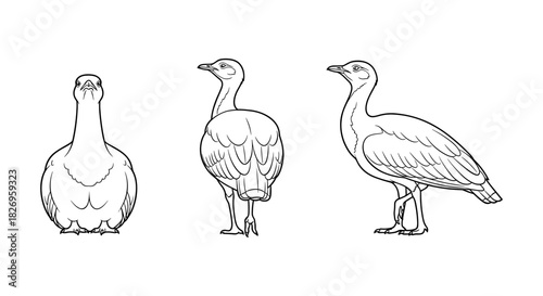 Bird line art: front, back, side views of a stylized goose