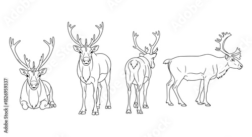 Reindeer line art: multiple angles of majestic deer with antlers