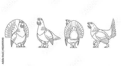 Black grouse line art: four angles of detailed wildlife bird design