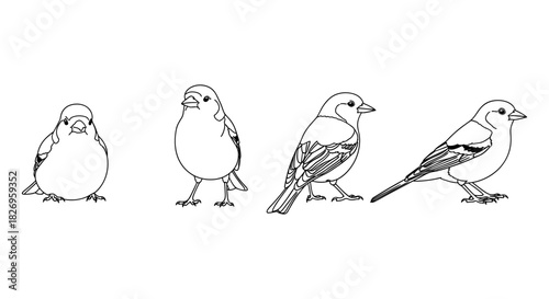 Linear bird design collection: black and white outline of small bird in different poses