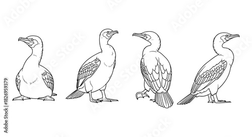 Cormorant bird silhouettes: four poses in detailed line art