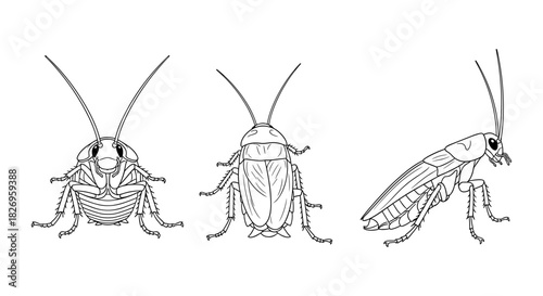 Detailed cockroach outlines in various poses for entomology and insect studies