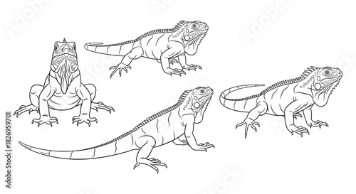 Detailed iguana line art illustrations with various poses and perspectives