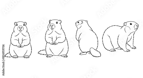 Groundhog sketches: detailed black and white ground squirrel line art