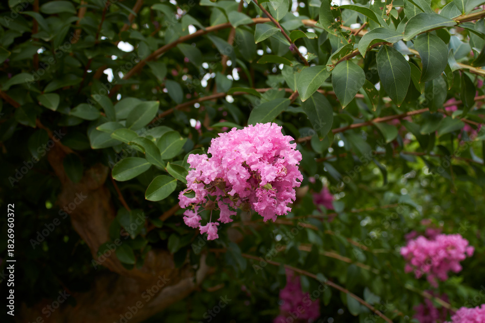 Fototapeta premium Lagerstroemia indica shrub in bloom