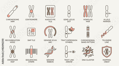 Genome mapping displaying chromosome structure, ideal for science education and genetics research, shows dna structure and chromosomal patterns for genetic study
