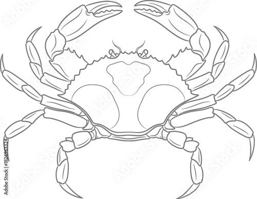 Detailed black and line art drawing of a crab viewed from above, for easy coloring or graphic use