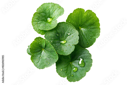 Green Centella Asiatica Foliage with Fresh Water Drops Isolated on Transparent Background