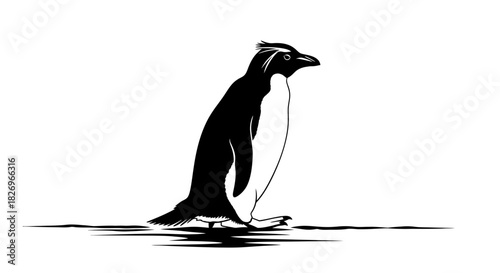 Curious Macaroni Penguin Wading in Coastal Waters of South Georgia Wildlife Profile