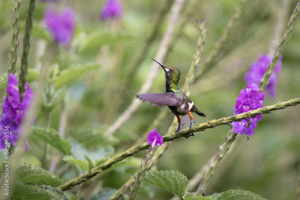 Fototapeta premium Female Wire-crested Thorntail hummingbird perched on a flowering branch in the cloud forest of Napo, Ecuador. Small neotropical bird resting in its natural habitat with soft green background.