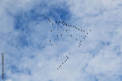 Tableau sur toile ducks migrating south