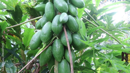 Freshly growing papaya in unripe condition on a papaya plant with good yield on home garden