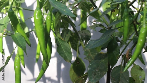 Freshly growing chili on the plant exposed to sunlight on a white background with natural light