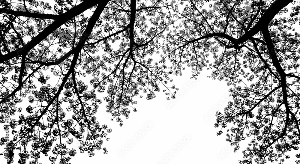 Fototapeta premium Monochrome Cherry Blossom Canopy Silhouette Against a Clear Sky Backdrop