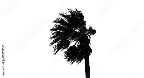 Dramatic Silhouette of a Palm Tree Swaying in the Wind Against White Backdrop
