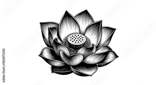 Elegant Lotus Flower Illustration in Black and White with Detailed Petals and Seed Pod Depiction