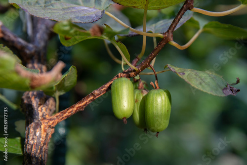 Arctic kiwi- actinidia kolomikta