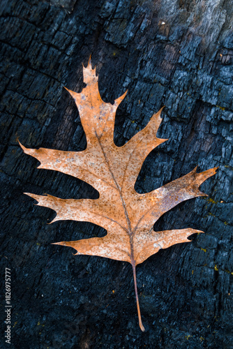 autumn leaf on dark textured wooden surface