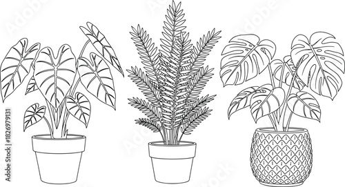 Set of three potted tropical house plants, Alocasia, fern, and Monstera, black and white line art illustration for coloring pages.