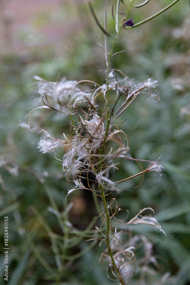 Fototapeta premium Fireweed- epilobium angustifolium