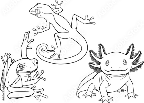 gecko, frog, axolotl set of vector outline illustration