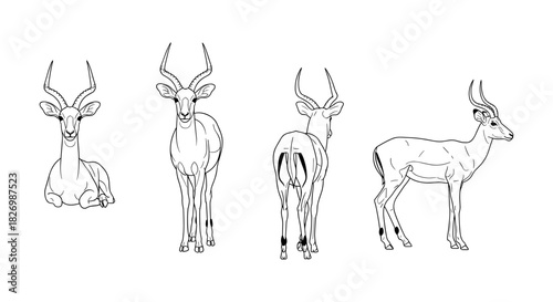 Antelope outline art: front, back, and side perspectives in minimal style