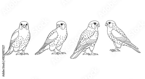 Detailed line art of kestrels in various poses