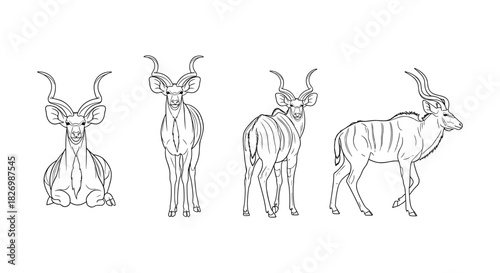 Kudu line art: four elegant antelope poses in minimalist style