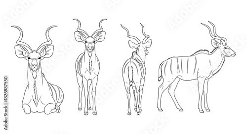 Kudu antelope line art in multiple poses: front, side, and back views