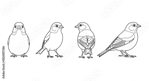 Sparrow line art collection: four intricate bird designs for nature lovers